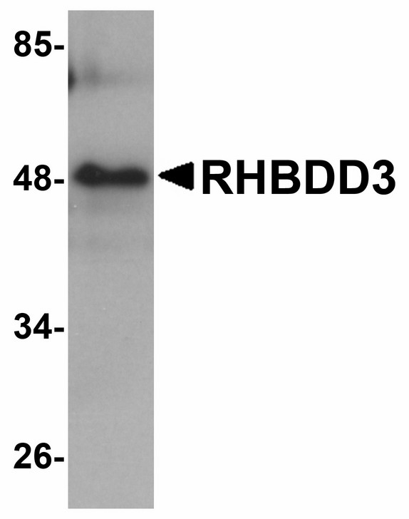 Western blot of RHBDD3 in rat lung tissue lysate with RHBDD3 antibody at 1 ug/ml.