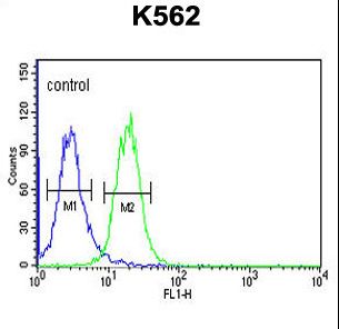 RHBG Antibody flow cytometry of K562 cells (right histogram) compared to a negative control cell (left histogram). FITC-conjugated goat-anti-rabbit secondary antibodies were used for the analysis.