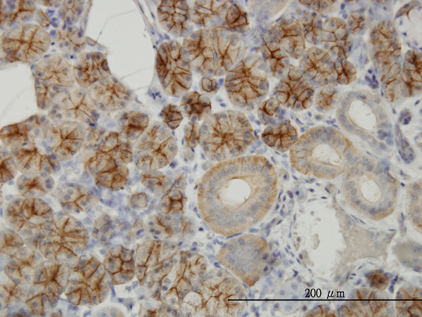 Immunoperoxidase of monoclonal antibody to RHCG on formalin-fixed paraffin-embedded human salivary gland (antibody concentration 3 ug/ml).