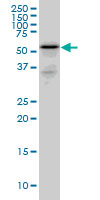 RHCG monoclonal antibody (M06), clone 5A4 Western blot of RHCG expression in PC-12.