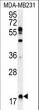 RHEB Antibody western blot of MDA-MB231 cell line lysates (35 ug/lane). The RHEB antibody detected the RHEB protein (arrow).