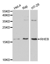 Western blot analysis of various cell lysate using RHEB antibody.