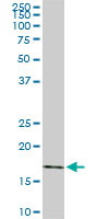 RHEB monoclonal antibody (M01), clone 2C11. Western blot of RHEB expression in NIH/3T3.