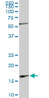 RHEB monoclonal antibody (M01), clone 2C11. Western blot of RHEB expression in Raw 264.7.