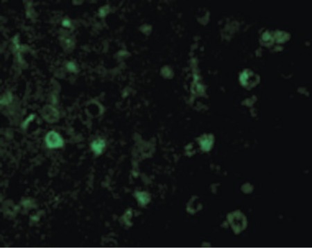 Immunofluorescence of Rheb in Mouse Brain cells with Rheb antibody at 20 ug/ml.