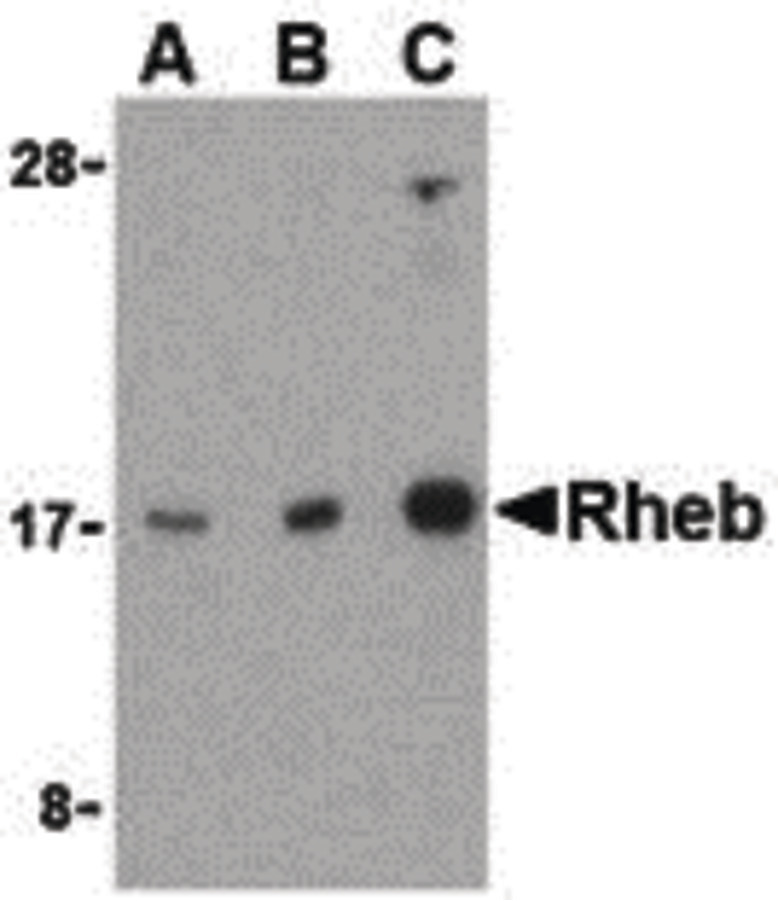 Western blot of Rheb in mouse brain cell lysate with Rheb antibody at (A) 1, (B) 2, and (C) 4 ug/ml.