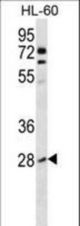 ARHB Antibody western blot of HL-60 cell line lysates (35 ug/lane). The ARHB antibody detected the ARHB protein (arrow).