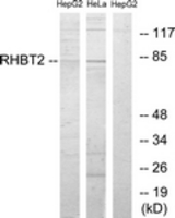 Western blot of extracts from HepG2/HeLa cells, using RHBT2 Antibody. The lane on the right is treated with the synthesized peptide.