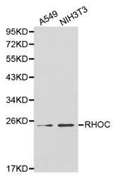 Western blot of RHOC pAb in extracts from A549 and NIH3T3 cells.
