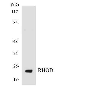 Western blot of the lysates from HT-29 cells using RHOD antibody.