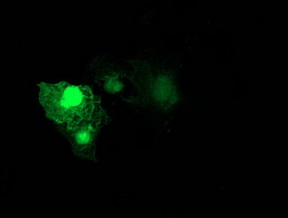 Anti-RHOD mouse monoclonal antibody immunofluorescent staining of COS7 cells transiently transfected by pCMV6-ENTRY RHOD.