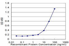 Detection limit for recombinant GST tagged RHOG is approximately 1 ng/ml as a capture antibody.