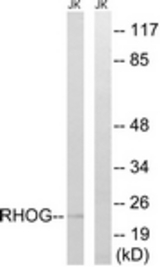 Western blot of extracts from Jurkat cells, using RHOG Antibody. The lane on the right is treated with the synthesized peptide.