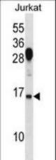 RHOG Antibody western blot of Jurkat cell line lysates (35 ug/lane). The RHOG antibody detected the RHOG protein (arrow).