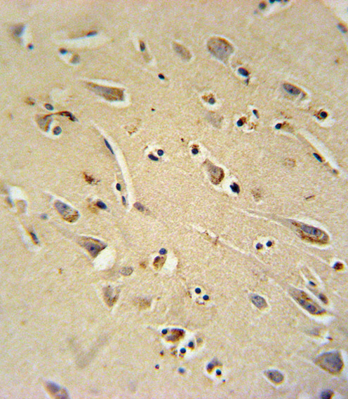 TC10 Antibody immunohistochemistry of formalin-fixed and paraffin-embedded human brain tissue followed by peroxidase-conjugated secondary antibody and DAB staining.
