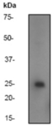 Western blot analysis on 293 cell lysate using anti-TC10 antibody, dilution 1:1000.