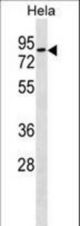 RHOT1 Antibody western blot of HeLa cell line lysates (35 ug/lane). The RHOT1 antibody detected the RHOT1 protein (arrow).