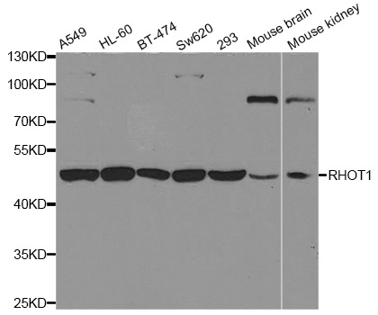 Western blot analysis of extracts of various cell lines, using RHOT1 antibody.