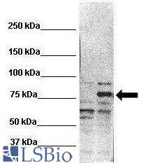 RHOT2 antibody Western Blot of Lane 1: 20 ug untransfected HEK293T, Lane 2: 20ug RHOT2 transfected HEK293T. Primary Antibody dilution: 1:1000.