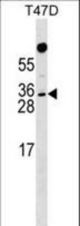 RHOXF1 Antibody western blot of T47D cell line lysates (35 ug/lane). The RHOXF1 antibody detected the RHOXF1 protein (arrow).