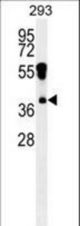 RHOXF2 Antibody western blot of 293 cell line lysates (35 ug/lane). The RHOXF2 antibody detected the RHOXF2 protein (arrow).