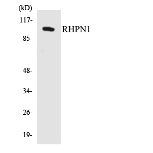 Western blot of the lysates from HepG2 cells using RHPN1 antibody.