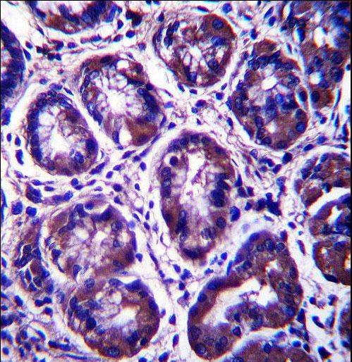 RIBC2 Antibody immunohistochemistry of formalin-fixed and paraffin-embedded human stomach tissue followed by peroxidase-conjugated secondary antibody and DAB staining.