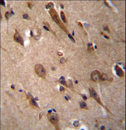 RIC3 Antibody immunohistochemistry of formalin-fixed and paraffin-embedded human brain tissue followed by peroxidase-conjugated secondary antibody and DAB staining.