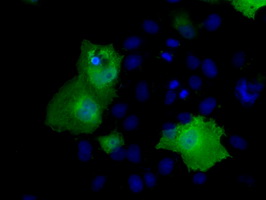Anti-RIC8A mouse monoclonal antibody immunofluorescent staining of COS7 cells transiently transfected by pCMV6-ENTRY RIC8A.