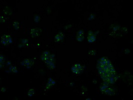 Immunofluorescent staining of HepG2 cells using anti-RIC8A mouse monoclonal antibody.