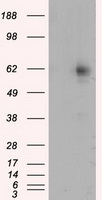HEK293T cells were transfected with the pCMV6-ENTRY control (Left lane) or pCMV6-ENTRY RIC8A (Right lane) cDNA for 48 hrs and lysed. Equivalent amounts of cell lysates (5 ug per lane) were separated by SDS-PAGE and immunoblotted with anti-RIC8A.