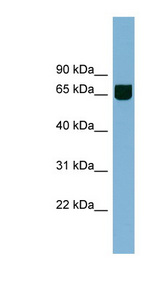 RIC8B antibody LS-C108043 Western blot of Jurkat lysate.