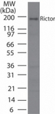 Western blot of Rictor in Jurkat cell lysate using antibody at 7 ug/ml.