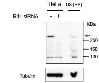 RIF1 antibody (1 ug/ml) staining of HeLa and Mouse D3 (ES) lysates (35 ug protein in RIPA buffer). Data obtained from Hisao Masai, Tokyo Metropolitan Institute of Medical Science, Japan. Primary incubation was 1 hour. Detected by chemiluminescence.