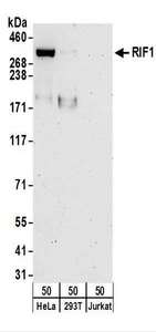 Detection of Human RIF1 by Western Blot. Samples: Whole cell lysate (50 ug) from HeLa, 293T, and Jurkat cells. Antibodies: Affinity purified rabbit anti-RIF1 antibody used for WB at 0.1 ug/ml. Detection: Chemiluminescence with an exposure time of 3 minutes.