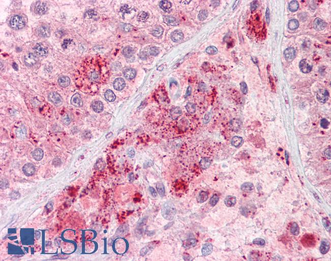 Anti-RIF1 antibody IHC of human testis. Immunohistochemistry of formalin-fixed, paraffin-embedded tissue after heat-induced antigen retrieval. Antibody LS-B7340 concentration 3.75 ug/ml.