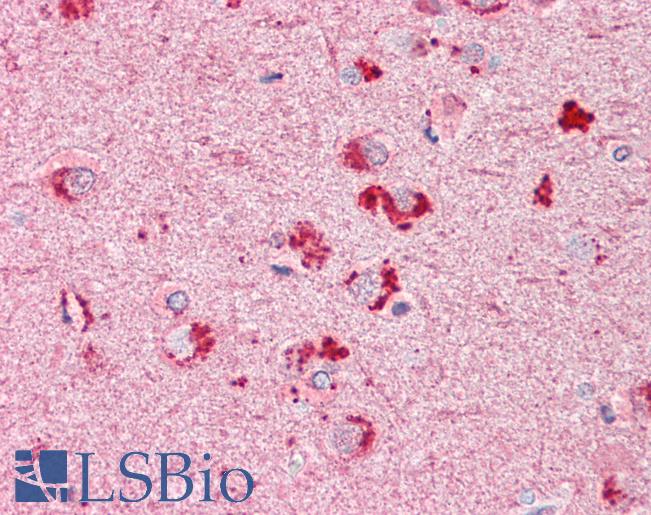 Anti-RIF1 antibody IHC of human brain, cortex. Immunohistochemistry of formalin-fixed, paraffin-embedded tissue after heat-induced antigen retrieval. Antibody LS-B7340 concentration 3.75 ug/ml.