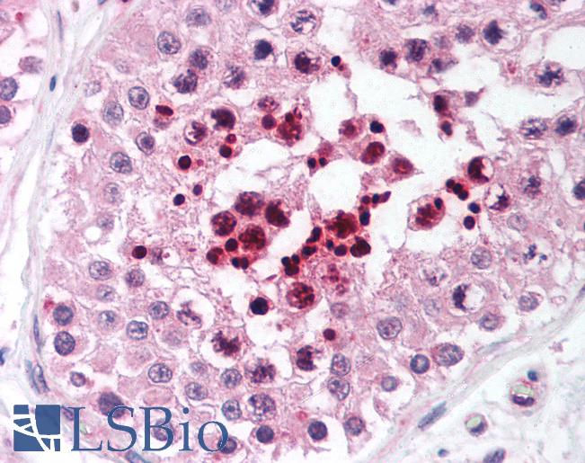 Anti-RIF1 antibody IHC of human testis. Immunohistochemistry of formalin-fixed, paraffin-embedded tissue after heat-induced antigen retrieval. Antibody LS-B1455 concentration 5 ug/ml.