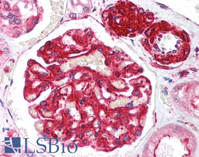Anti-RIF1 antibody IHC of human kidney. Immunohistochemistry of formalin-fixed, paraffin-embedded tissue after heat-induced antigen retrieval. Antibody LS-B1455 concentration 5 ug/ml.