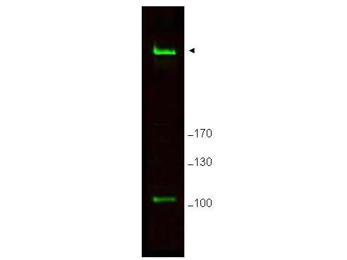 Anti-Rif1 Antibody - Western Blot. Western blot of Affinity Purified anti-Rif1 antibody shows detection of a band ~265 kD corresponding to mouse Rif1 (arrowhead). Specific reactivity with this band is blocked when the antibody is pre-incubated with the immunizing peptide (data not shown). Approximately 25 ug of MEF whole cell lysate was separated by SDS-PAGE and transferred onto nitrocellulose. After blocking the membrane was probed with the primary antibody diluted to 1.0 ug/ml for 2 h at room temperature followed by washes and reaction with a 1:10000 dilution of IRDye800 conjugated Gt-a-Rabbit IgG [H&L] MX ( for 45 min at room temperature. IRDye800 fluorescence image was captured using the Odyssey Infrared Imaging System developed by LI-COR. IRDye is a trademark of LI-COR, Inc. Other detection systems will yield similar results.