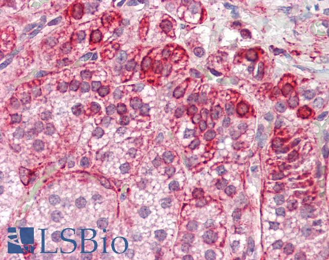 Anti-RILP antibody IHC staining of human adrenal. Immunohistochemistry of formalin-fixed, paraffin-embedded tissue after heat-induced antigen retrieval.
