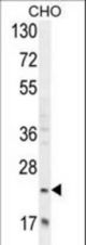 RILPL2 Antibody western blot of CHO cell line lysates (35 ug/lane). The RILPL2 antibody detected the RILPL2 protein (arrow).