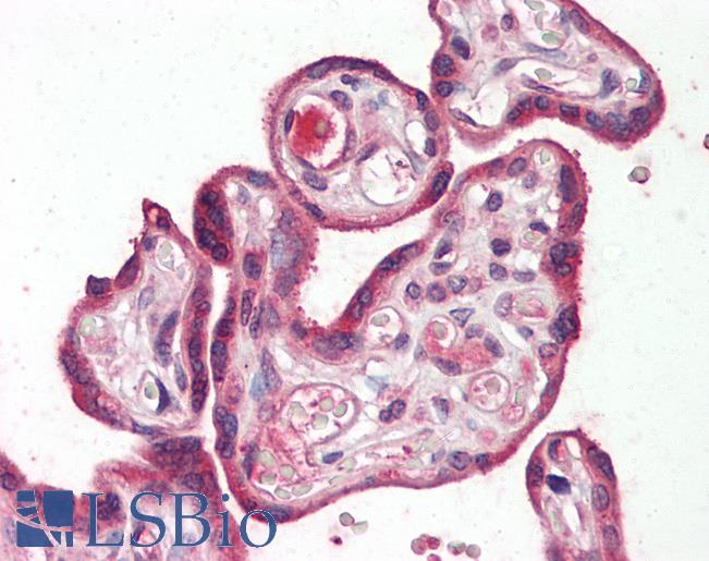 Anti-RILPL2 antibody IHC staining of human placenta. Immunohistochemistry of formalin-fixed, paraffin-embedded tissue after heat-induced antigen retrieval.