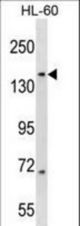 RIMBP3 Antibody western blot of HL-60 cell line lysates (35 ug/lane). The RIMBP3 antibody detected the RIMBP3 protein (arrow).