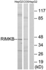 Western blot of extracts from HepG2/COS cells, using RIMKB Antibody. The lane on the right is treated with the synthesized peptide.