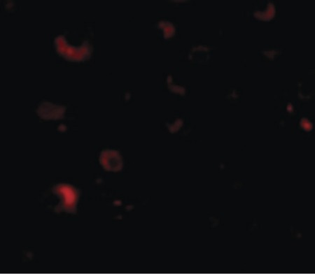 Immunofluorescence of Rim2 in Human Brain cells with Rim2 antibody at 20 ug/ml.