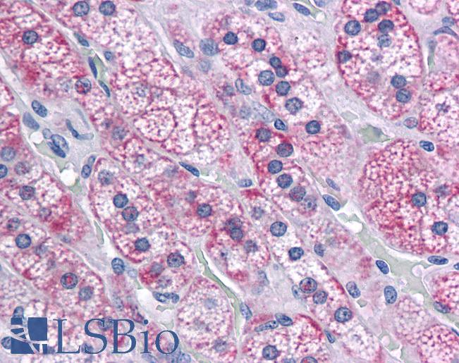Anti-RIMS2 antibody IHC of human adrenal. Immunohistochemistry of formalin-fixed, paraffin-embedded tissue after heat-induced antigen retrieval. Antibody LS-B4711 concentration 5 ug/ml.