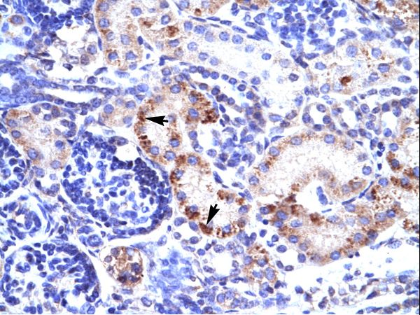 RIMS3 antibody LS-C30744 was used in IHC to stain formalin-fixed, paraffin-embedded human kidney.
