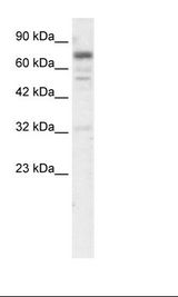 HepG2 Cell Lysate