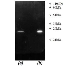 Immunoprecipitation: Luminograph of material immunoprecipitated from a HeLa S3 S100 fraction (BML-SW8750) using immobilised BML-PW8335 (lane a) or BML-PW9005 (lane b) after SDS-PAGE followed by blotting onto PVDF and probing with antibody BML-PW8155 to proteasome alpha and [Character df] subunits. Antibody dilution 1:1000 using ECL procedure (1 min exposure).